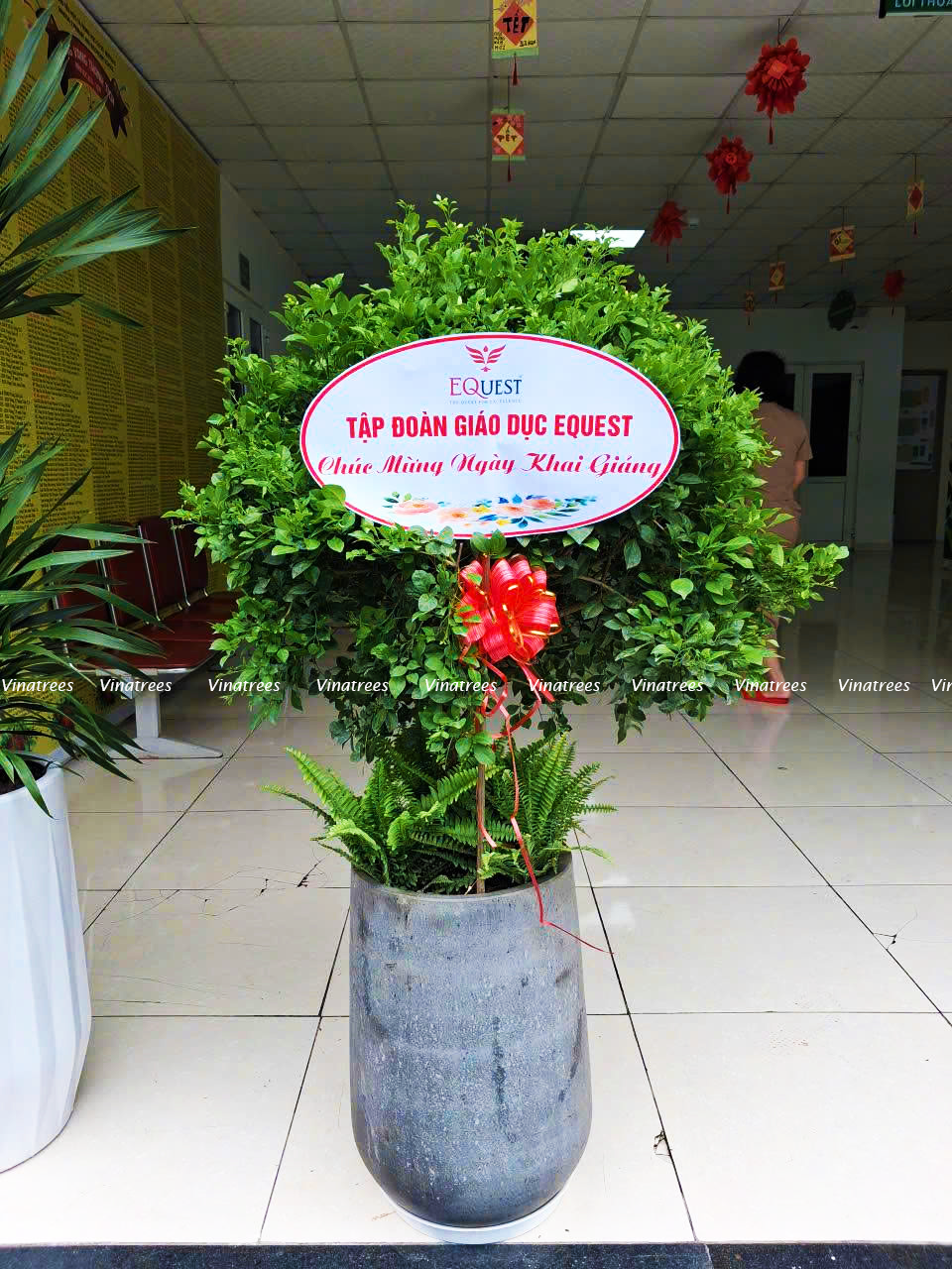 Cây Nguyệt Quế dáng tròn _Cây Xanh Hà Nội Vinatrees